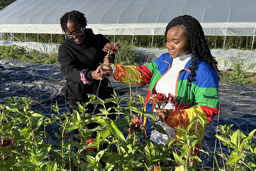 Students pick zinnias at the eighth annual Harvest Fest at the Dr. Keiko Miwa Ross Student Farm at Penn State.